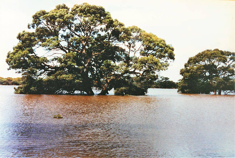 Lake Short Flood 1993