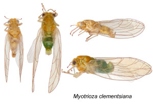 Myotrioza clementsiana