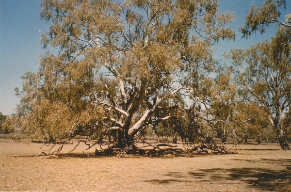 We camped over night on Lake Short. Photograph of large Swamp Box (Eucalyptus largiflorens), 1967