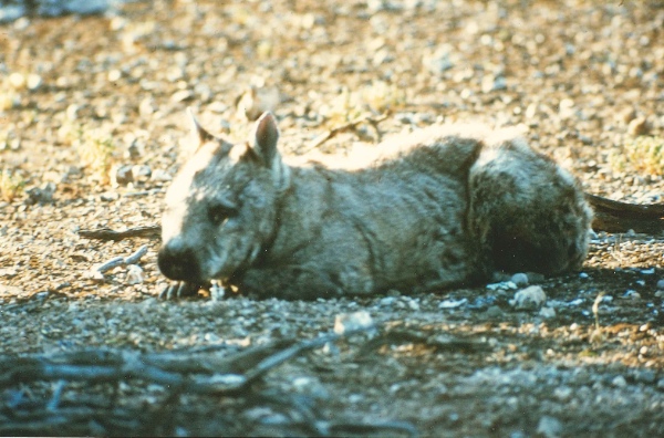 Starving wombats sun themselves to warm their bodies to try to stay alive. They are nocturnal animals. Portee, 1967