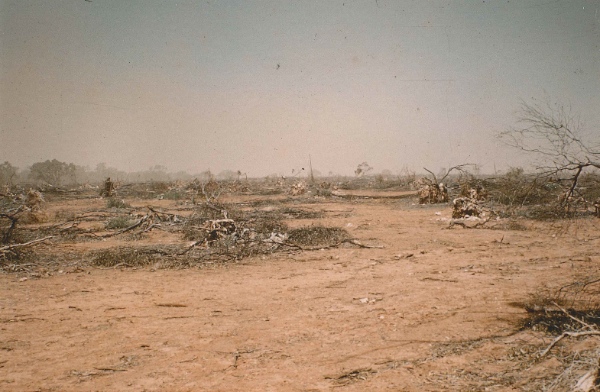Cleared land. A further view of clearing of the Mallee in a 250mm rainfall area, 1967