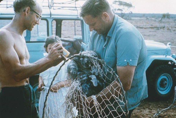 Dr. John Coulter applying insecticide (DDT) on captured wombat held by Jack Conquest, Portee station, December 1967