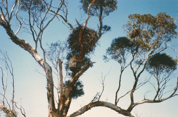 Mark inspecting a Wedge-tailed Eagle’s nest, Portee, 1967