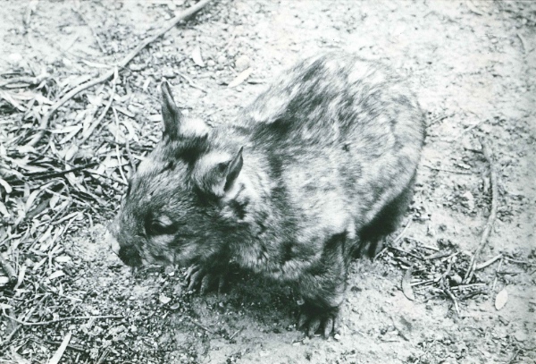 Wombat on Portee Station during drought in 1967.