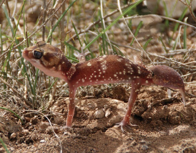 barking-gecko