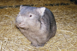 common-wombat