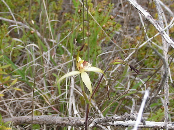 Little Dip Spider Orchid (Caledonia richardsiorum) at Cullen Reserve