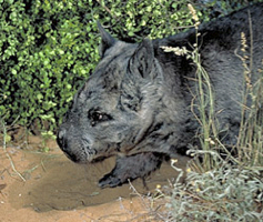 northern-hairy-nosed-wombat