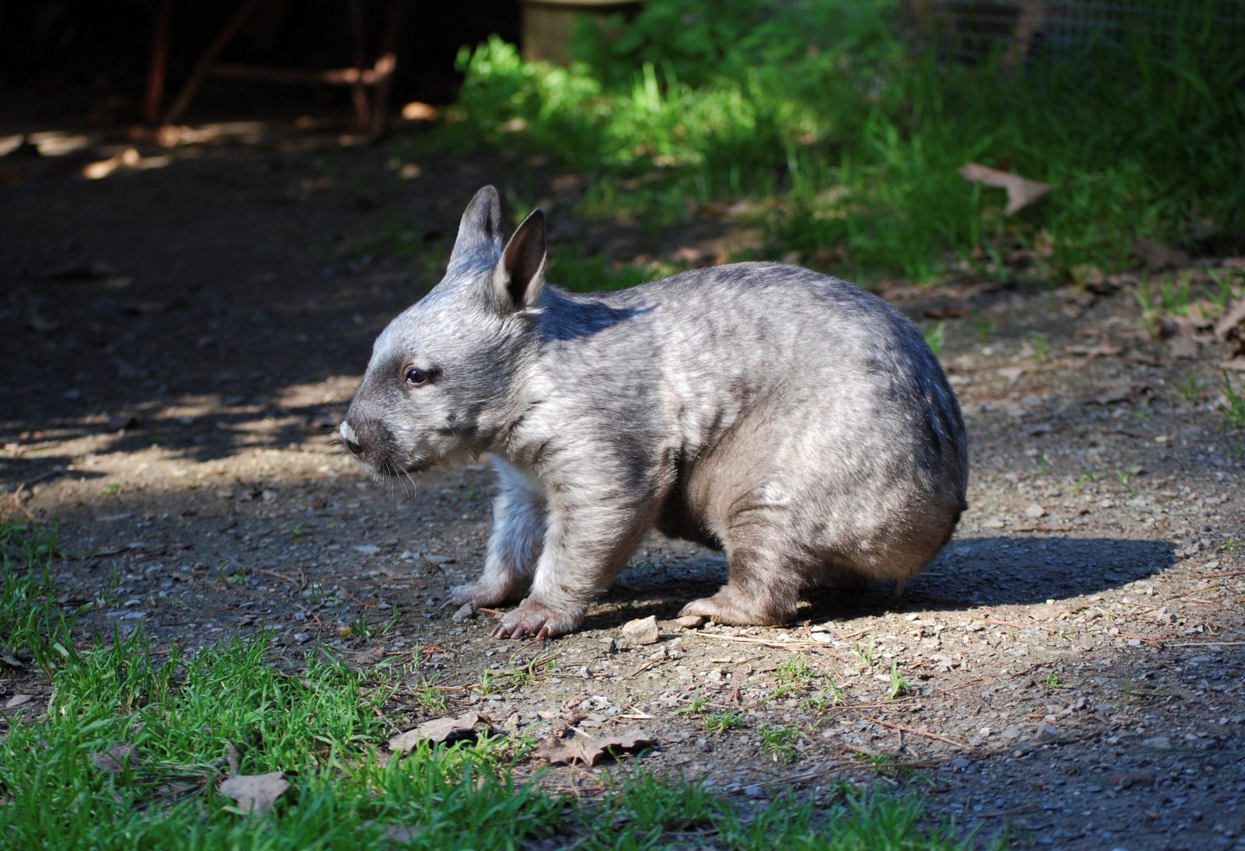 Carmen Boehnke – Orphaned Southern Hairy-nosed Wombat