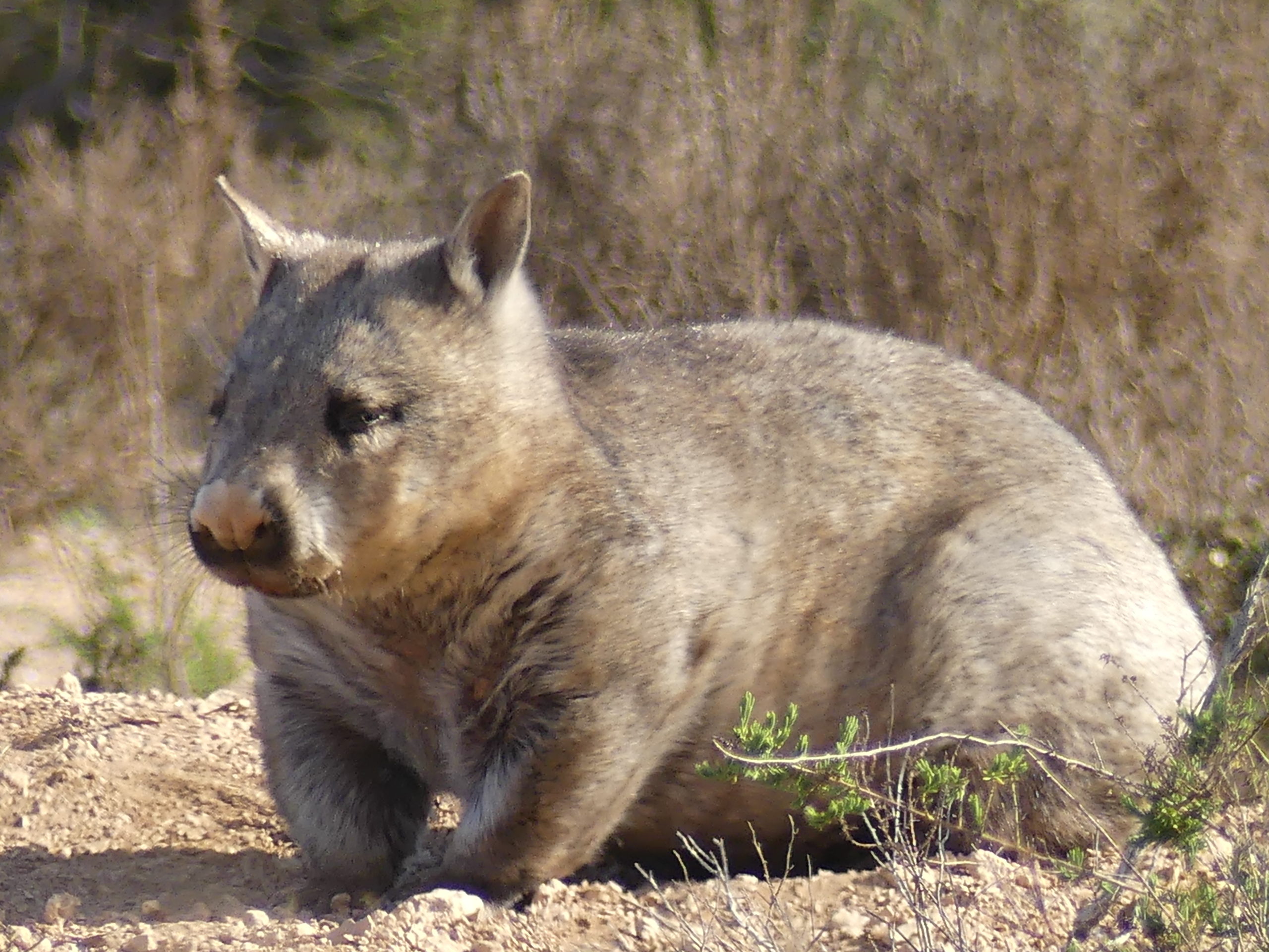 Wayne Donald - Southern Hairy-nosed Wombat