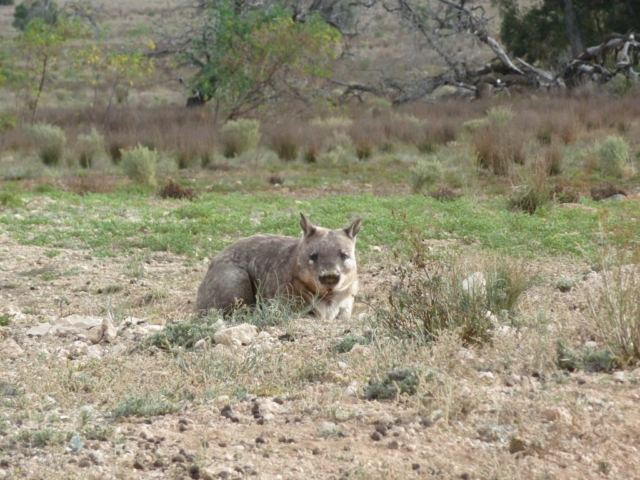 Matt Lee – Southern Hairy-nosed Wombat near Blanchetown