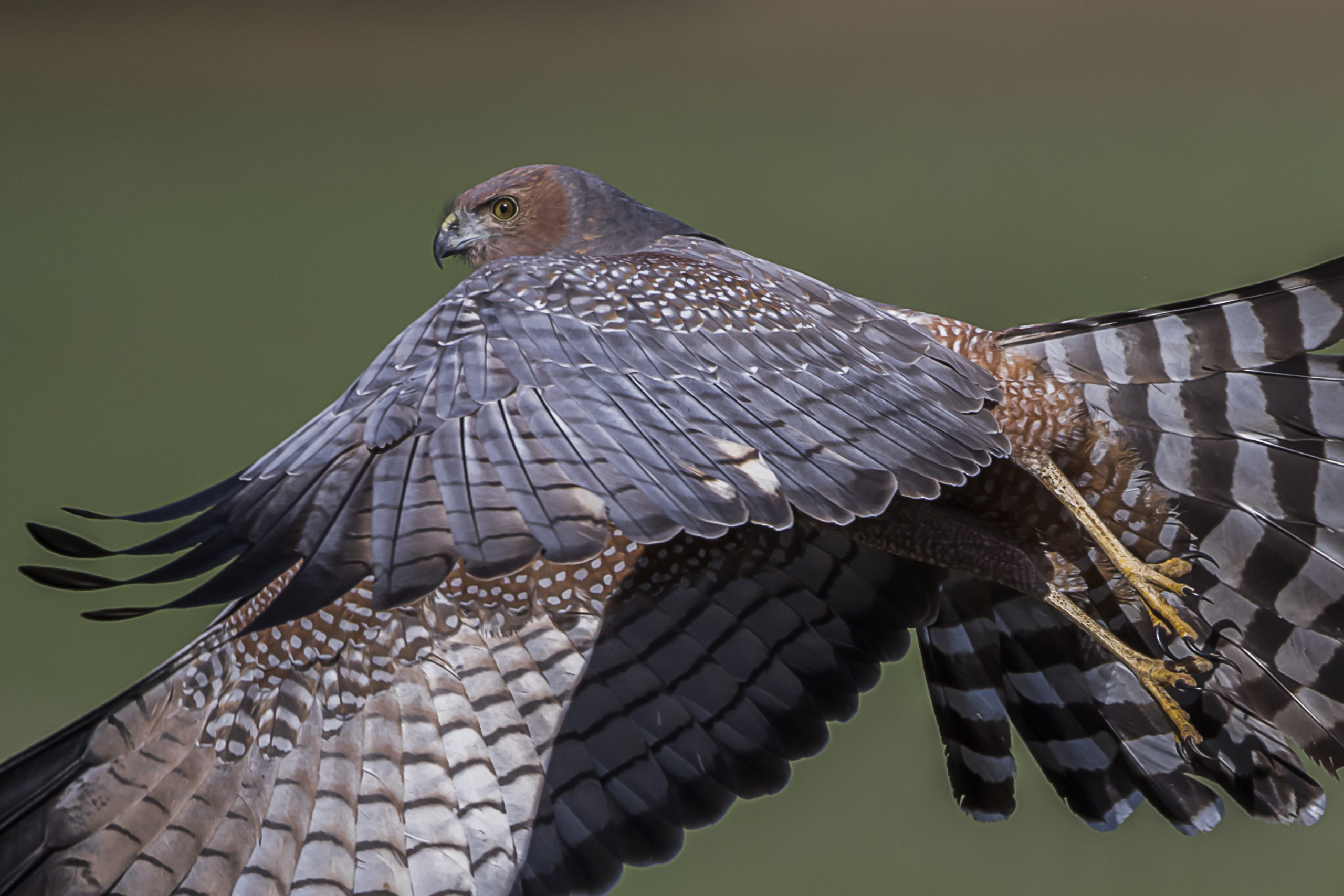 Winner: Danny McCreadie - Spotted Harrier