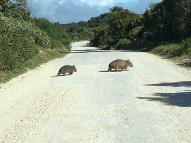 Michael Bleby – Bare-nosed Wombat family