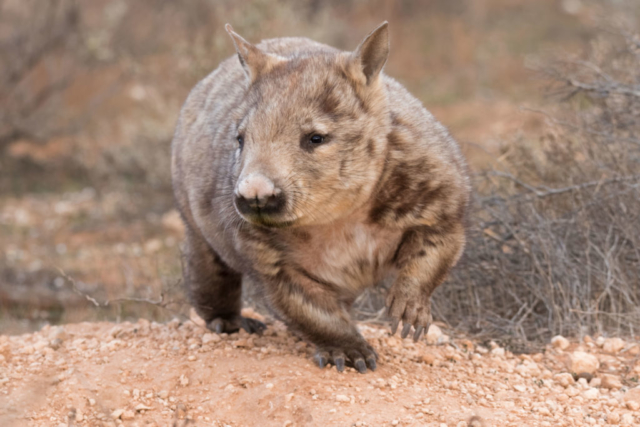 Highly Commended: David Wetherall - SH-N Wombat