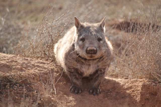 Nigel Taylor – Southern Hairy-nosed Wombat