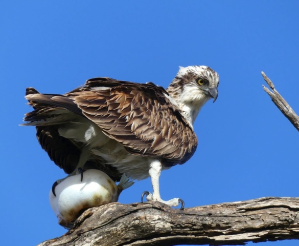 Andrew Sleep - Osprey & Puffer Fish