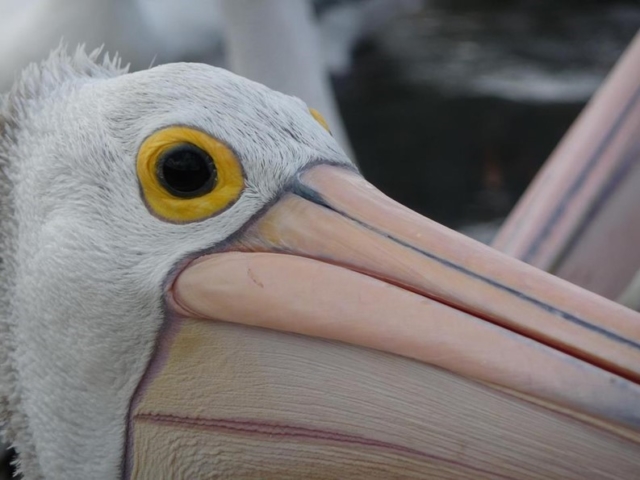 Barbara Cook - Pelican