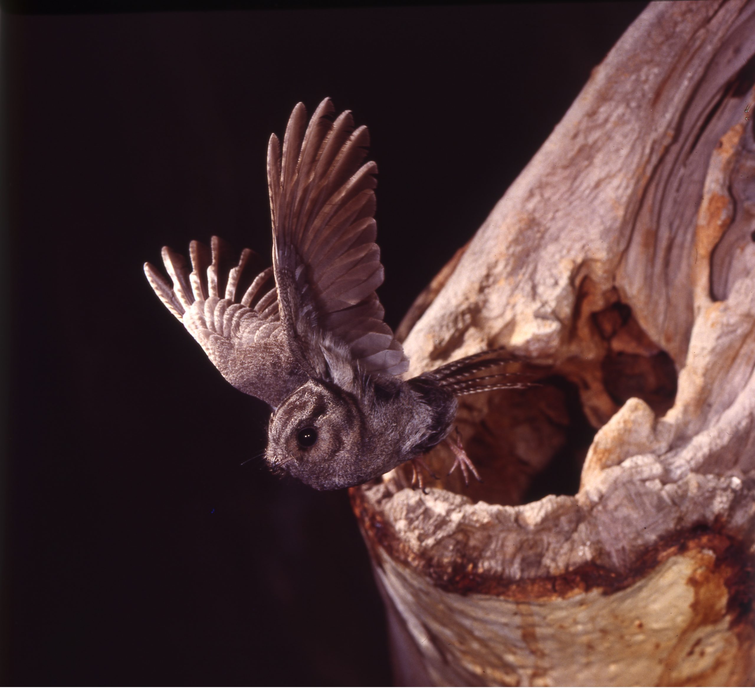 Duncan MacKenzie - Owlet Nightjar