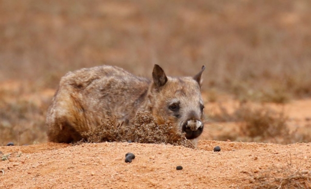 Subbu Conley -Southern Hairy-nosed Wombat in poor condition