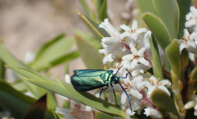 Carolyn Schultz – Satin-green Forester Moth