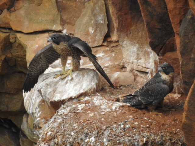 Liz Milner – Peregrin Falcon chicks