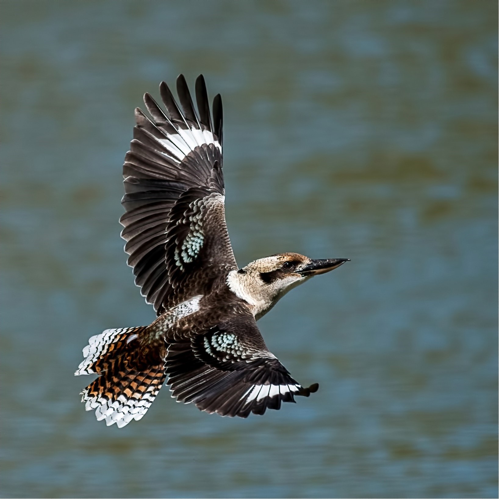 Ian Kowald - Kookaburra