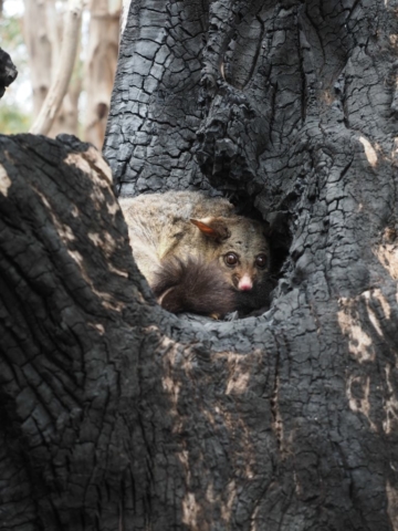 Paula McManus – Brushtail Possum