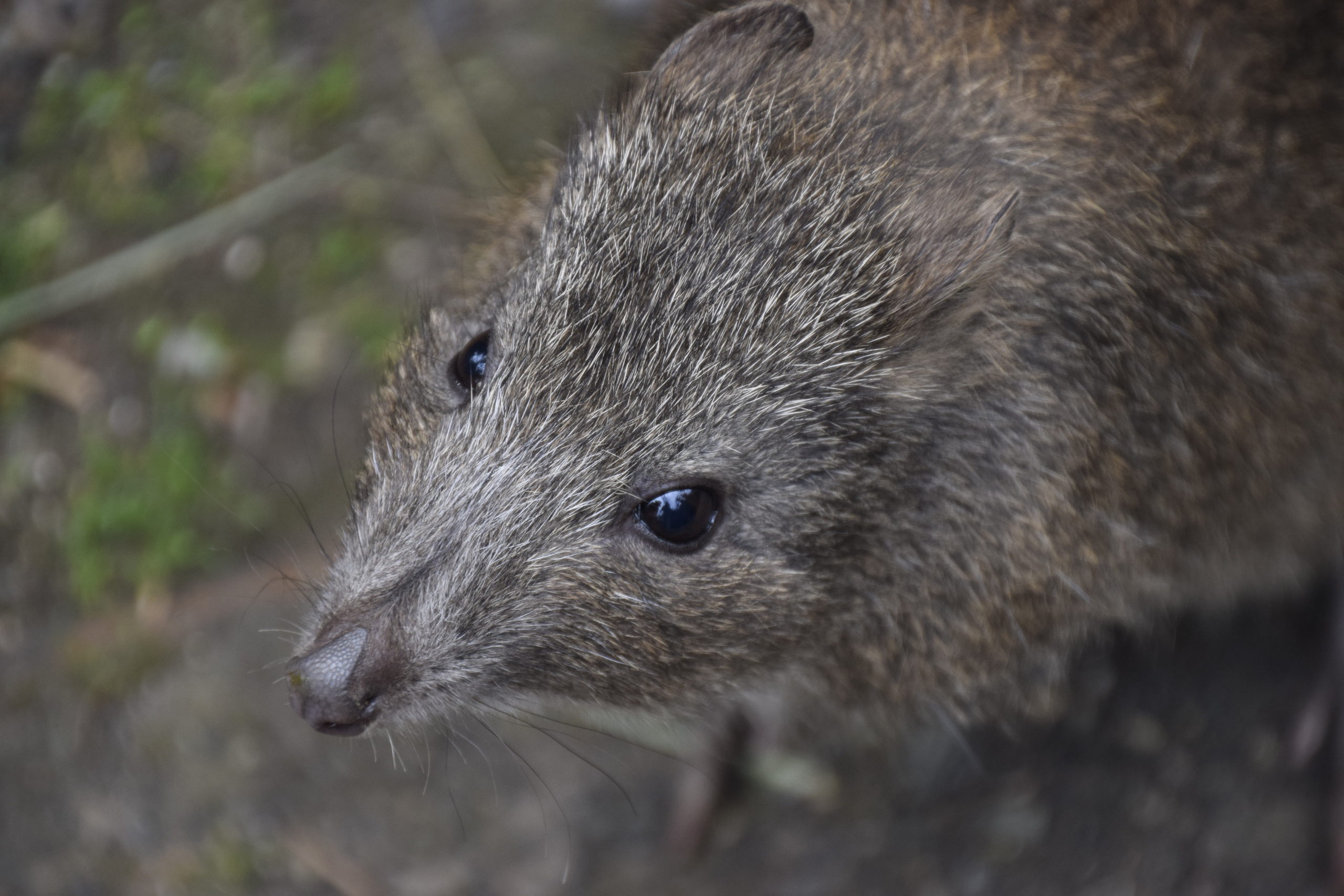 Chris Lane - Potoroo