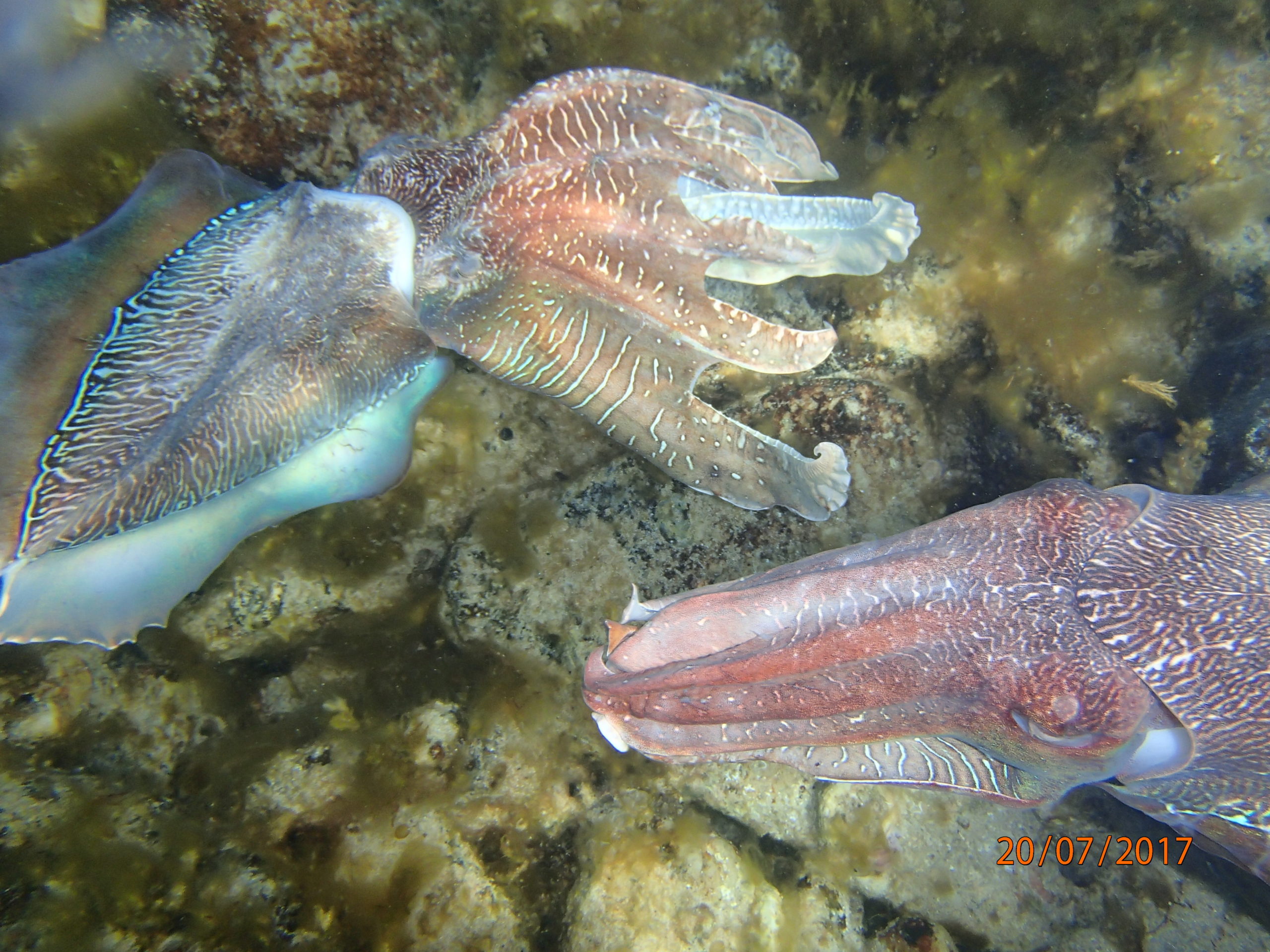 Karen Lane - Giant Cuttlefish