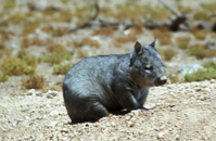 Southern hairy-nosed wombat