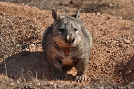 Southern Hairy-nosed Wombat on its warren