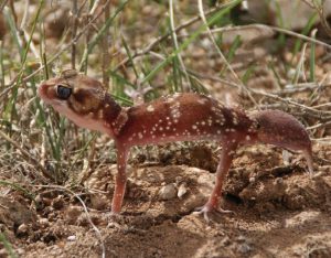 Thick-tailed or Barking Gecko