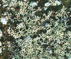 Wandering lichen and moss