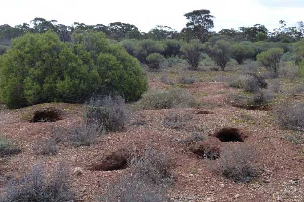 Nardoo Wildlife Reserve wombat warren