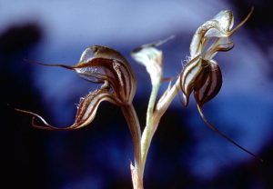 two-bristle greenhood orchid