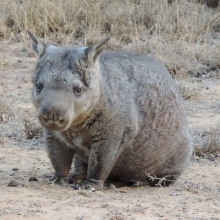 Northern Hairy-nosed wombat