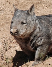 Southern Hairy-nosed Wombat 