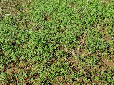 Young poisonous Wards Weed
