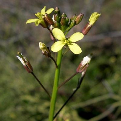 Brassica tournefortii (wild turnip) flowers
