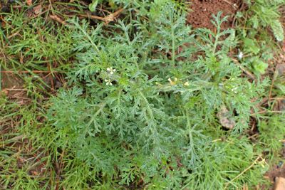 Carrichtera annua (Wards Weed)