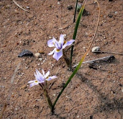 Moraea setifolia (Thread Iris) with flowers