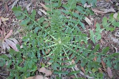 Brassica-tournefortii (wild turnip)