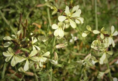 Carrichtera annua flowers