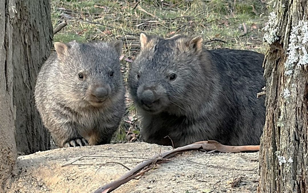 Bare-nosed Wombats in Forest
