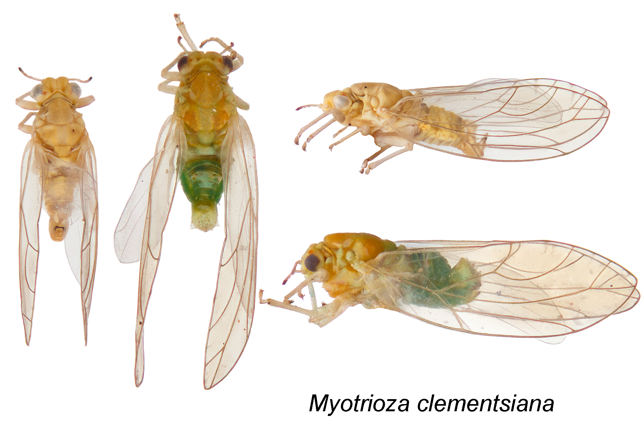 Psyllid / Lerp Insect: Myotrioza clementsiana