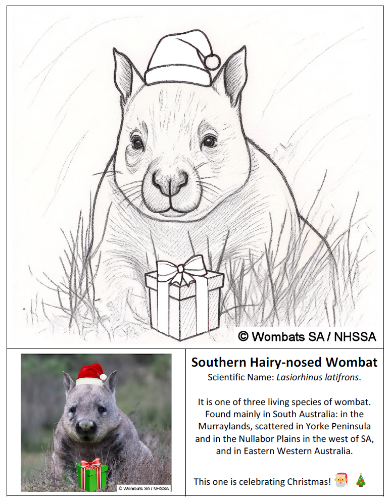Christmas Hairy-nosed Wombat