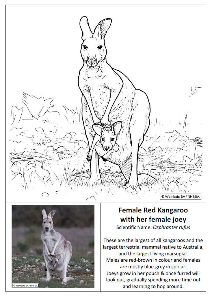 Female Red Kangaroo with her female joey  