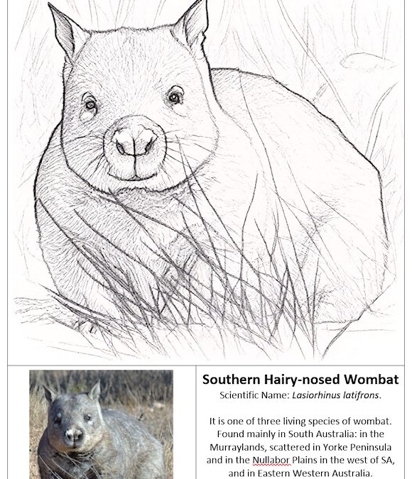 Wildlife Colouring in Sets – First one