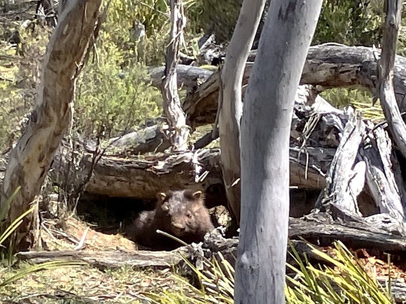 Bare-nosed Wombat in Forest Country