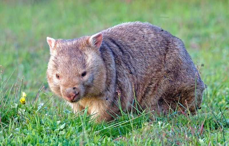 Bare-nosed Wombat on the Coorong